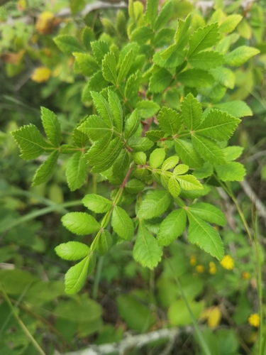 Bursera glabra (Jacq.) Triana & Planch.