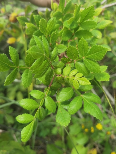 Bursera glabra (Jacq.) Triana & Planch. 2