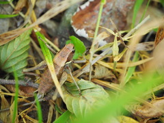 Pholidoptera aptera goidanichi