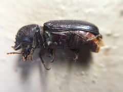 Apatides fortis