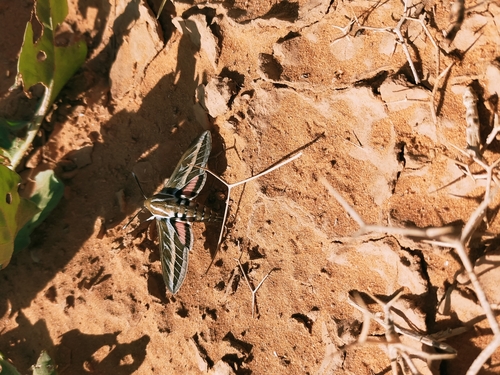 Striped Hawkmoth