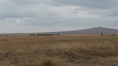 Connochaetes taurinus albojubatus