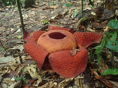 Rafflesia tuan-mudae