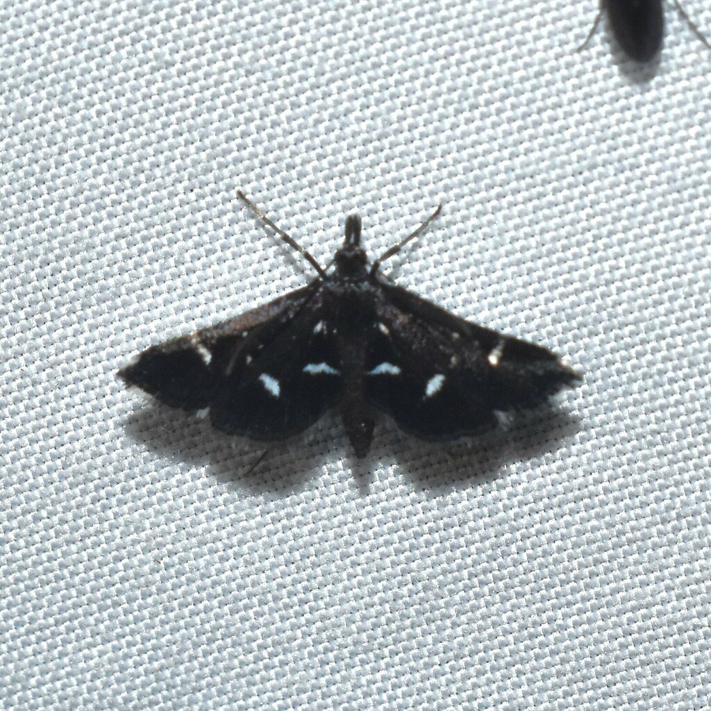 Black shawl moth