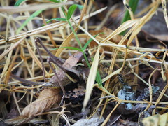 Pholidoptera aptera goidanichi