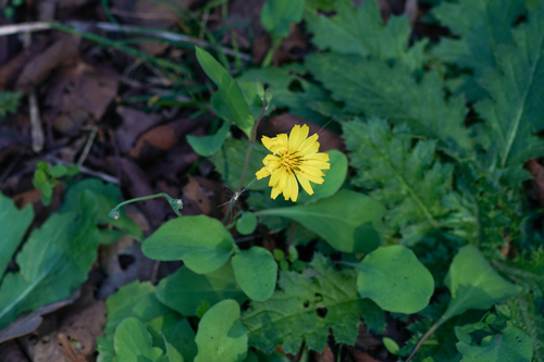 Image of Ixeris stolonifera by (c) WATANABE Hitoshi 渡辺仁, some rights reserved (CC BY)