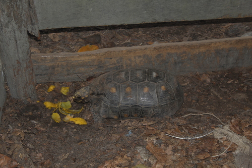 Red-footed Tortoise
