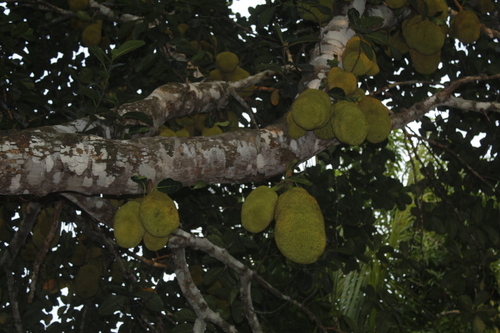 Jackfruit