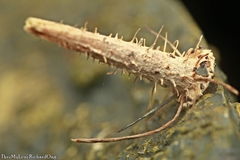 Pagodiella