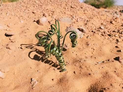 Drimia noctiflora