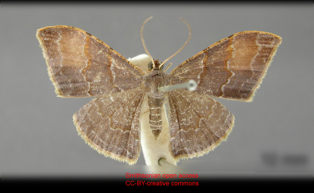 Aplogompha noctilaria