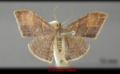 Aplogompha noctilaria