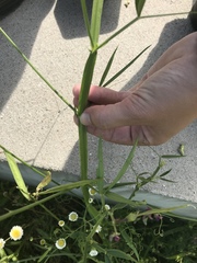 Lathyrus