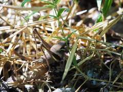 Pholidoptera aptera goidanichi