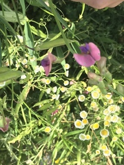 Lathyrus