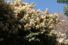 Buddleja auriculata