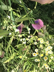 Lathyrus