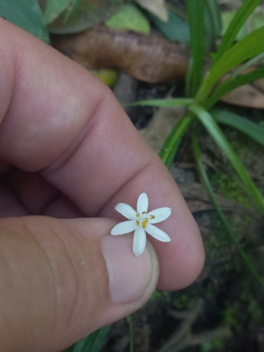 White Star-Flower (Hypoxis nivea)