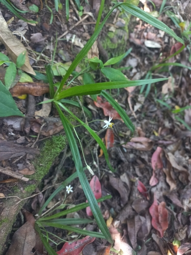 Image of Hypoxis nivea by (c) Brian du Preez, some rights reserved (CC BY-SA)