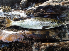 Salmo salar