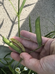 Lathyrus