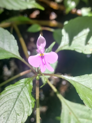 Image of Impatiens hochstetteri by (c) Brian du Preez, some rights reserved (CC BY-SA)