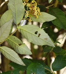 Buddleja auriculata