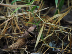 Pholidoptera aptera goidanichi