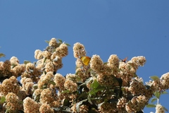 Buddleja auriculata