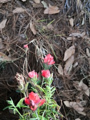 Castilleja nervata