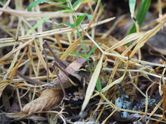 Pholidoptera aptera goidanichi