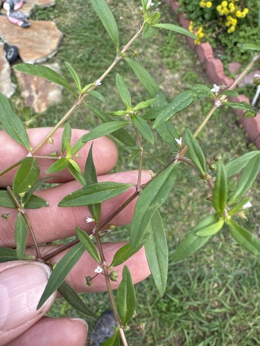 Oldenlandia corymbosa iNat (2)
