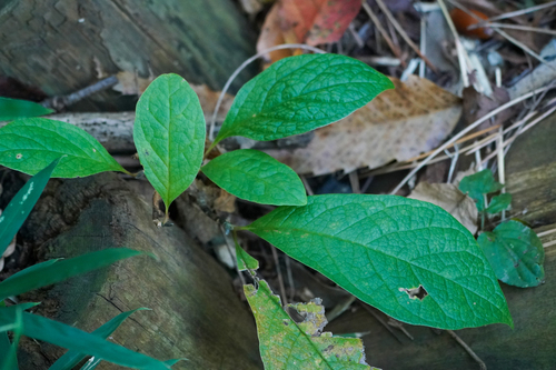 Image of Magnolia kobus by (c) WATANABE Hitoshi 渡辺仁, some rights reserved (CC BY)