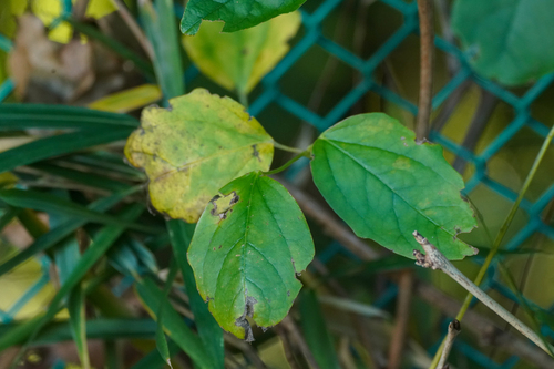 Image of Three-Leaf Akebia (Akebia trifoliata) by (c) WATANABE Hitoshi 渡辺仁, some rights reserved (CC BY)