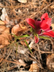 Castilleja nervata