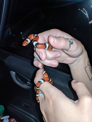 Lampropeltis elapsoides