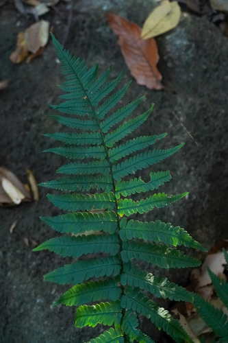 Dryopteris uniformis iNat (3)