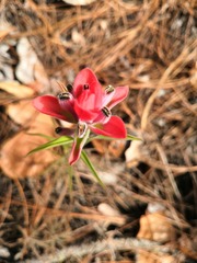 Castilleja nervata
