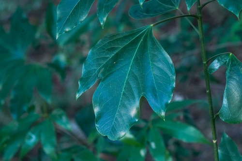 Image of Dendropanax trifidus by (c) WATANABE Hitoshi 渡辺仁, some rights reserved (CC BY)