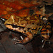 Myers' Thin-toed Frog - Photo (c) Pedro Ivo, some rights reserved (CC BY-NC), uploaded by Pedro Ivo