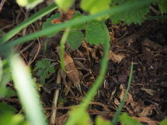 Pholidoptera aptera goidanichi