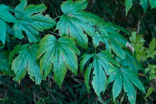 Fire Raspberry (Rubus trifidus)