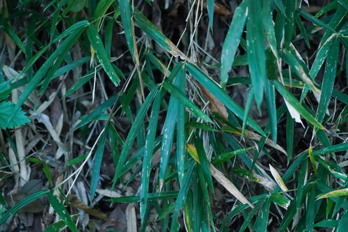 Pleioblastus argenteostriatus, photograph 1