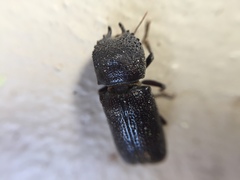 Apatides fortis