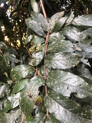 Combretum sylvicola