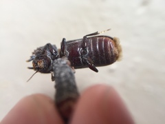 Apatides fortis