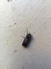 Apatides fortis