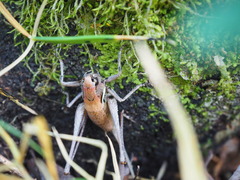 Pholidoptera aptera goidanichi
