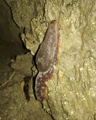 Helicarionidae