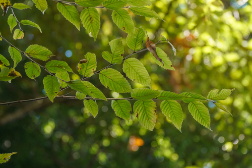 Carpinus tschonoskii, photograph 1